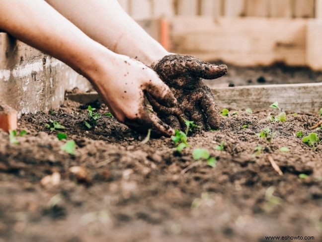 ¿Cómo plantar una semilla para niños? – Actividad de jardinería fácil