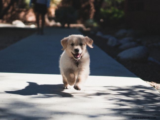 5 consejos para traer un nuevo cachorro a casa para la familia