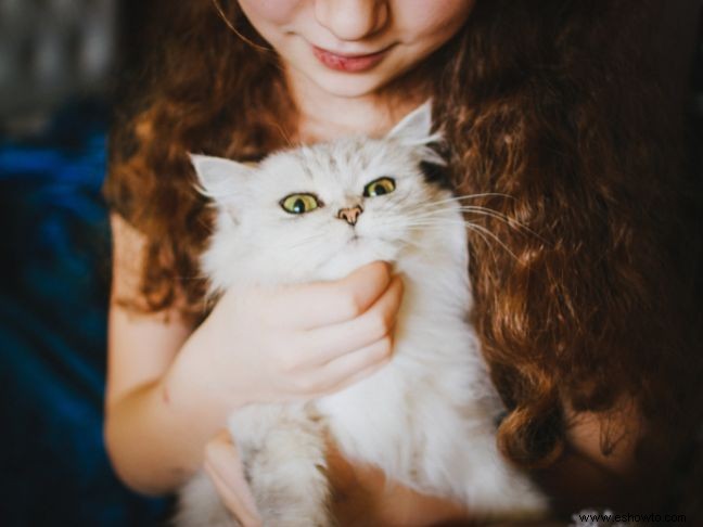 6 razones por las que un gato puede ser la mascota perfecta para su familia
