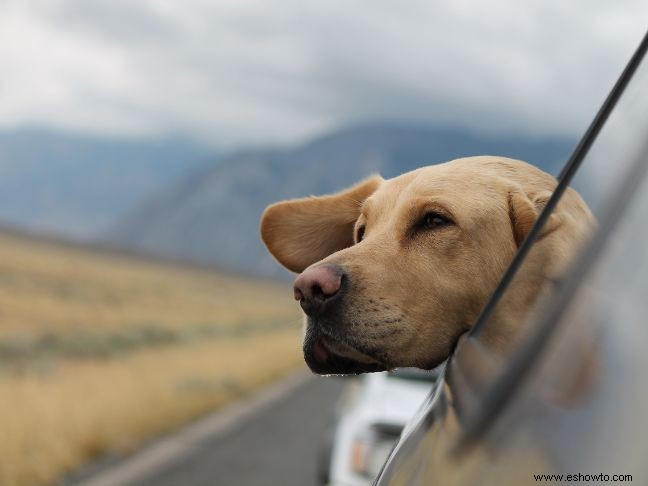 Vacaciones en EE. UU.:7 ideas de viajes que admiten mascotas para familias amantes de la naturaleza 