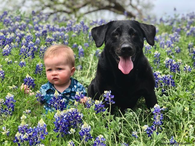 Cómo enseñar a sus hijos a interactuar con perros