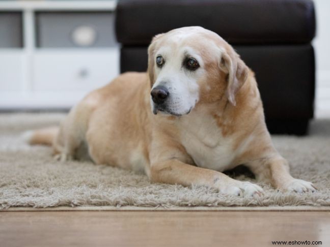 5 consejos para ayudar a su perro familiar a medida que envejece