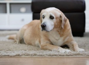 5 Consejos Esenciales para Cuidar a tu Perro Mayor en su Vejez