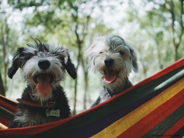 Cómo comprobar si un hotel admite mascotas 