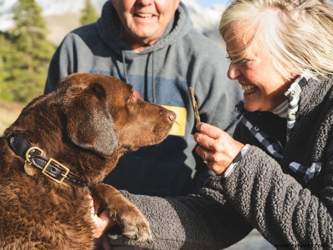 7 consejos sobre cómo viajar mejor con tu perro en 2021