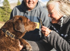 7 consejos esenciales para viajar con tu perro de forma segura y cómoda
