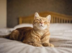 22 señales de que tu gato está feliz