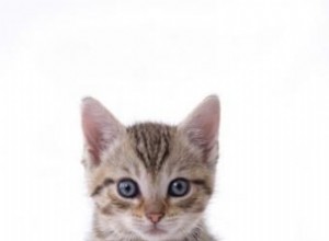 Guía experta: Cómo manejar correctamente a tu gatito o gato con seguridad