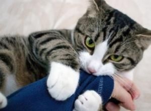 ¿Por qué los gatos chupan las mantas y la ropa?