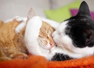 ¿Cómo se comunican los gatos entre sí?
