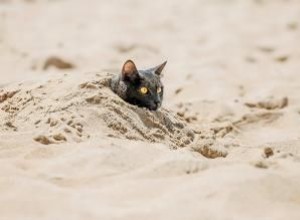 Cómo mantener fresco a un gato al aire libre en verano