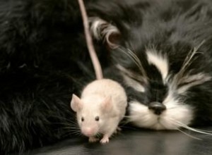 Qué hacer si tu gato te trae un  regalo  inesperado como un ratón o pájaro