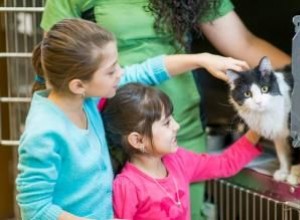 ¿Dónde adoptar o comprar un gato? Guía experta con opciones seguras y confiables