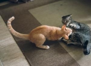 Cómo distinguir si tu gato está jugando o peleando: Señales expertas