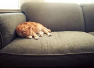 Consejos expertos para eliminar la caspa en gatos y reducir alergias