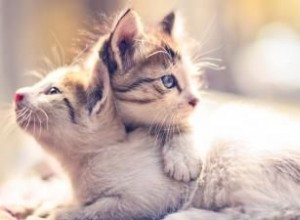 ¿Gatito macho o hembra? Diferencias clave en comportamiento y cuidados