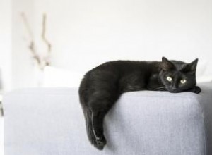 Más de 189 Nombres Creativos y Originales para Gatos Negros