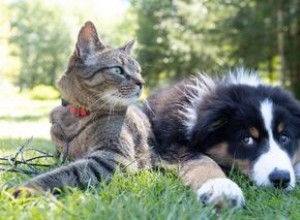 Abrirse a alguien con un estilo radicalmente diferente: Reflexiones de una psicóloga experimentada