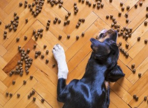 Por qué a tu perro le suenan las tripas: causas comunes y cuándo consultar al veterinario