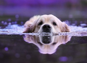 ¿Qué hacer con un Golpe de Calor en un Perro?