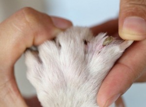 Cómo desparasitar a tu perro de la forma correcta