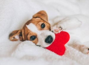 Regalos Originales para Mascotas en San Valentín: Ofertas Exclusivas en Mascota Planet