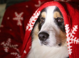 Productos de Navidad en Mascota Planet