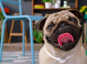 Productos Esenciales y Efectivos para Desparasitar a tu Perro