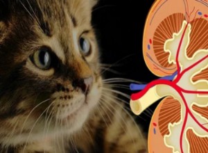 Insuficiencia Renal en Mascotas: Síntomas, Causas y Diagnóstico Precoz