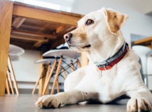 Cómo Cuidar y Entrenar a un Perro Sordo: Guía Experta para una Vida Feliz
