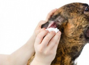 Cómo Limpiar Correctamente los Oídos y Ojos de tus Mascotas: Guía Segura y Efectiva