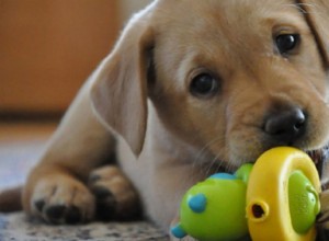 10 juguetes indestructibles para perros