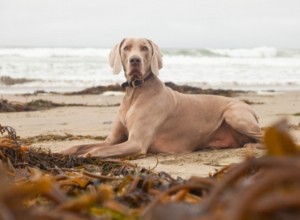 Beneficios de las Algas Marinas para Perros: Nutrientes Esenciales del Océano