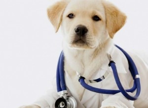 Problemas de salud más comunes en perros: alergias, artritis y consejos prácticos