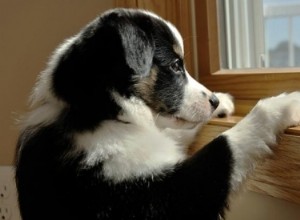 Alimentos Naturales para Reducir la Ansiedad en Perros: Guía Experta