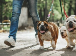 Cómo Ser un Buen Dueño de Perro: Consejos Prácticos para Fortalecer el Vínculo