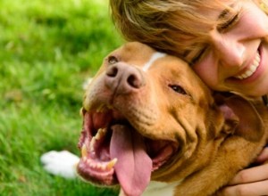 La importancia de la atención y rutinas diarias para el bienestar de tu perro