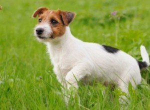 Pipetas antiparasitarias para perros: importancia, ventajas y consejos de aplicación