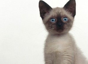 Etapas de la Vida del Gato: De Cachorro a Senior